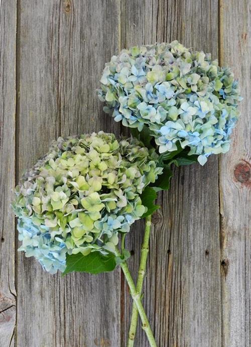 HULK BI-COLOR GREEN/BLUE HYDRANGEA